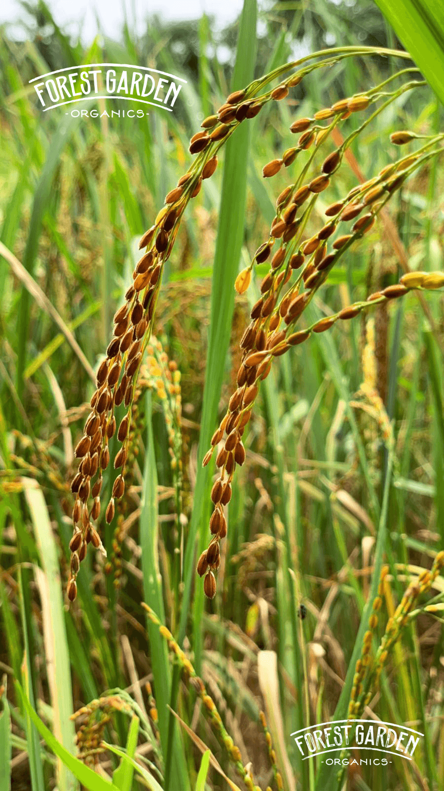 Naturally Grown. Sustainably Cultivated. Rooted in Tradition.