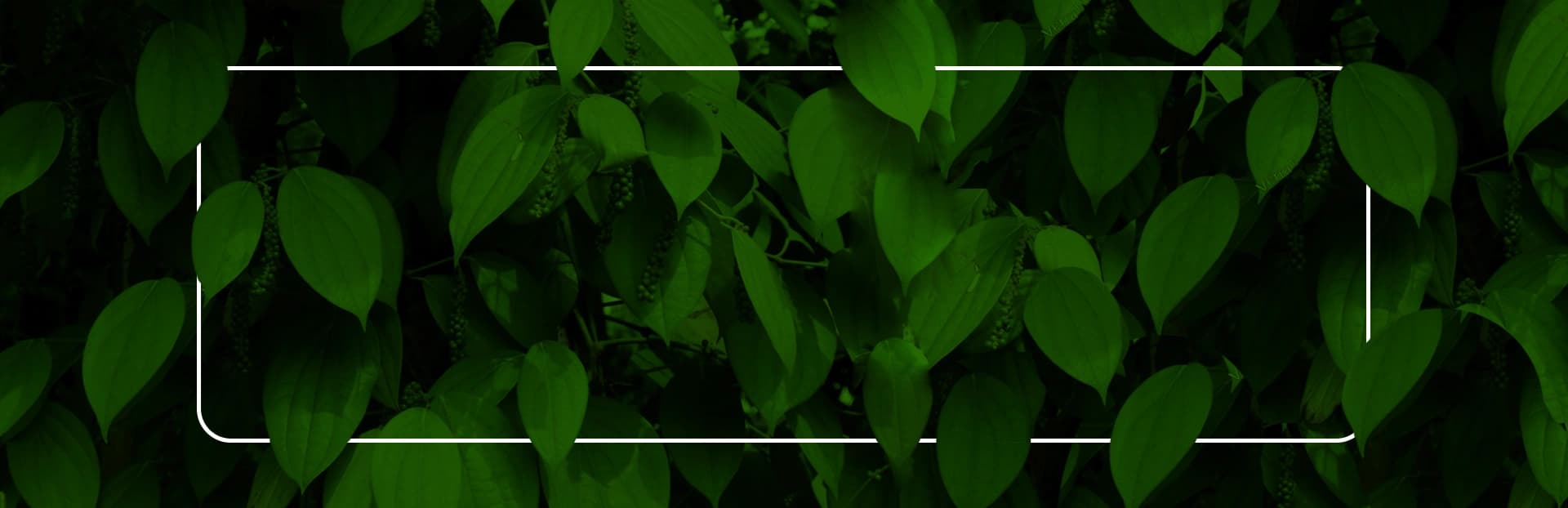 Video Background